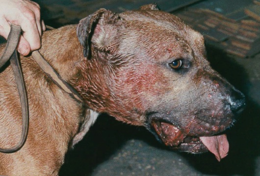 a dog with a bloody mouth