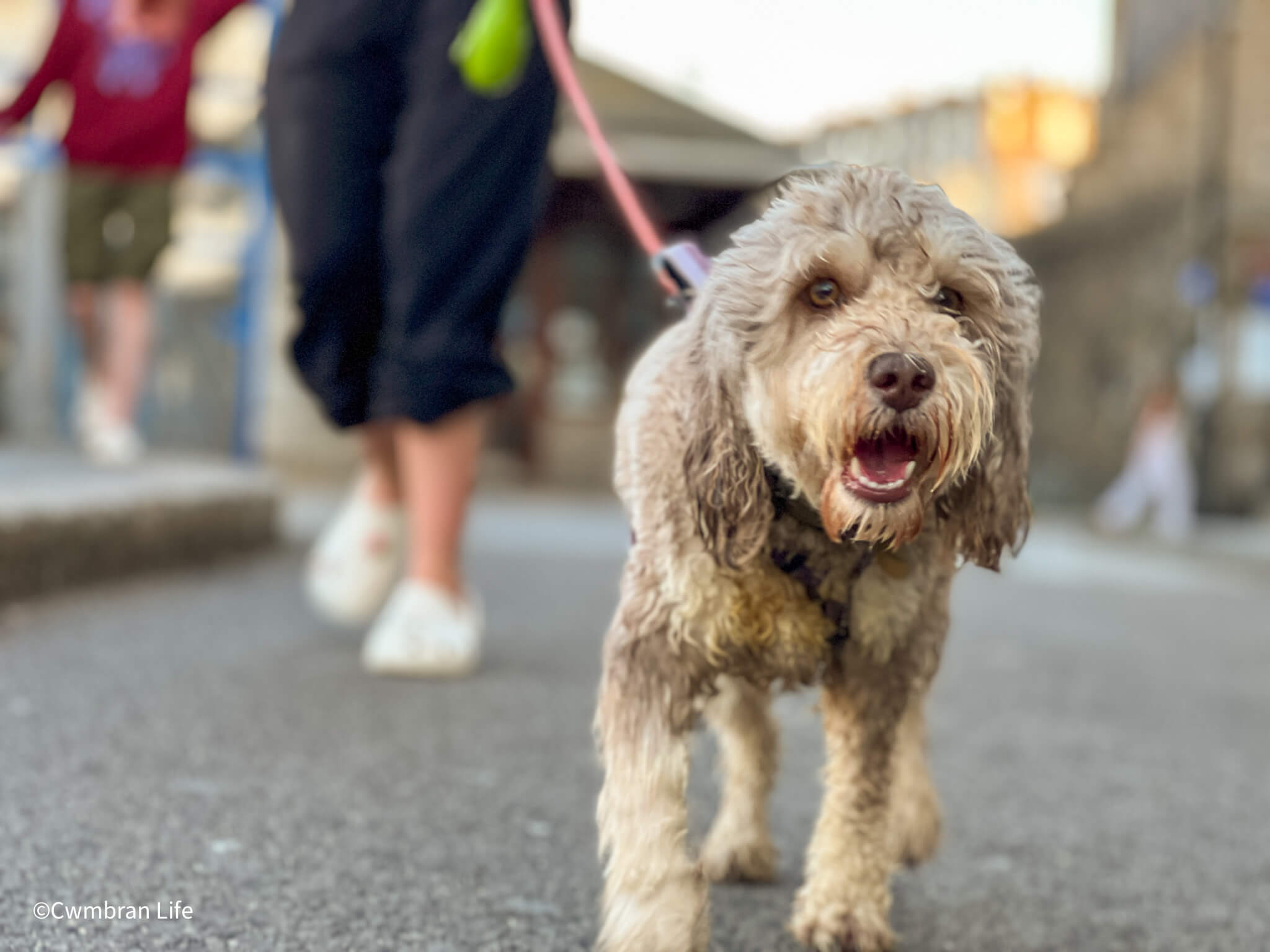 a dog on a lead walking towards the camera