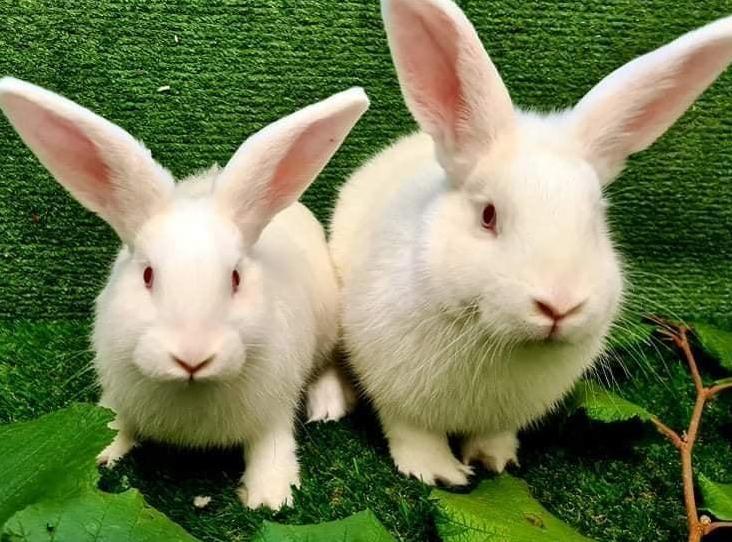 two rabbits