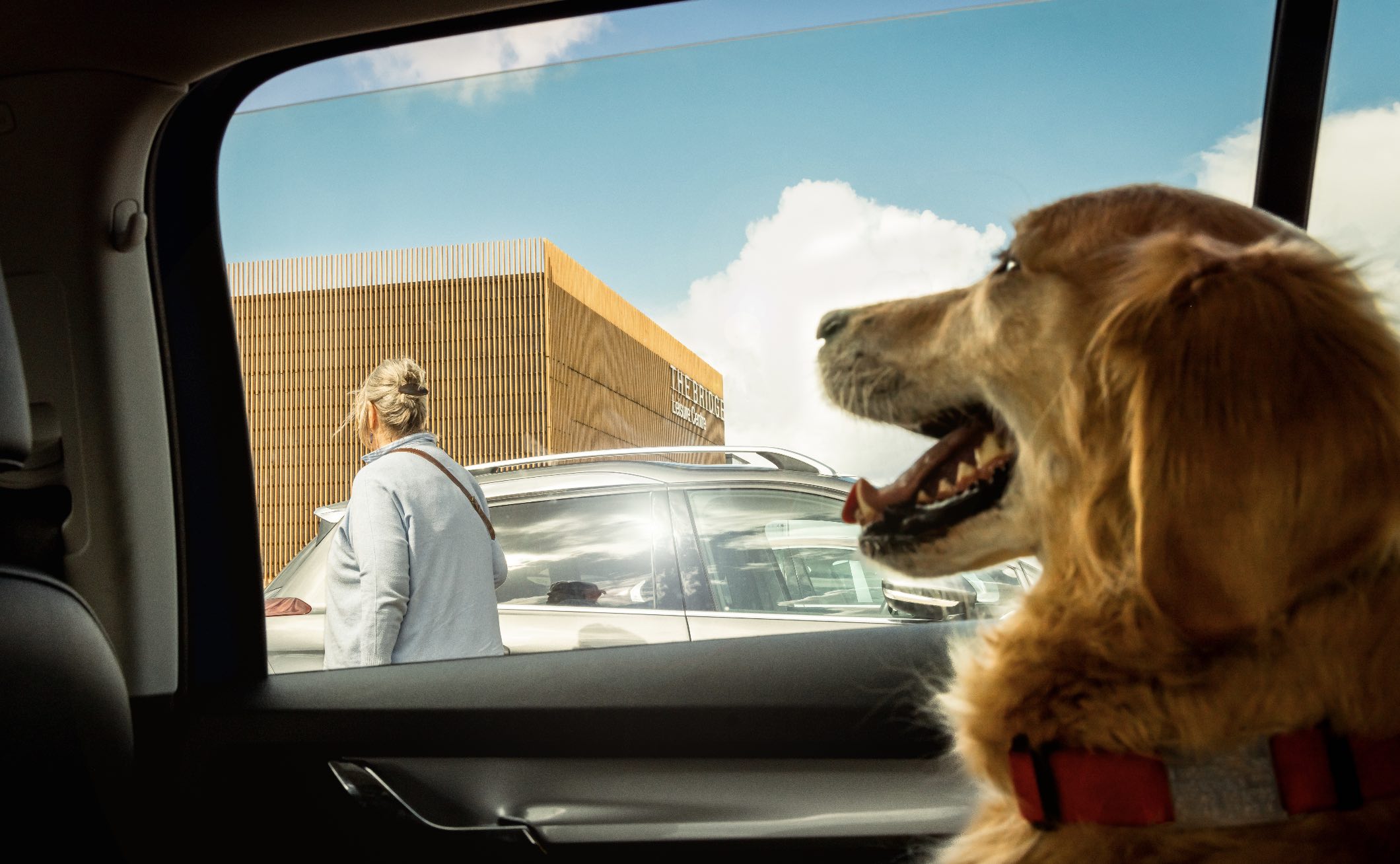 a dog in a hot car on a warm day