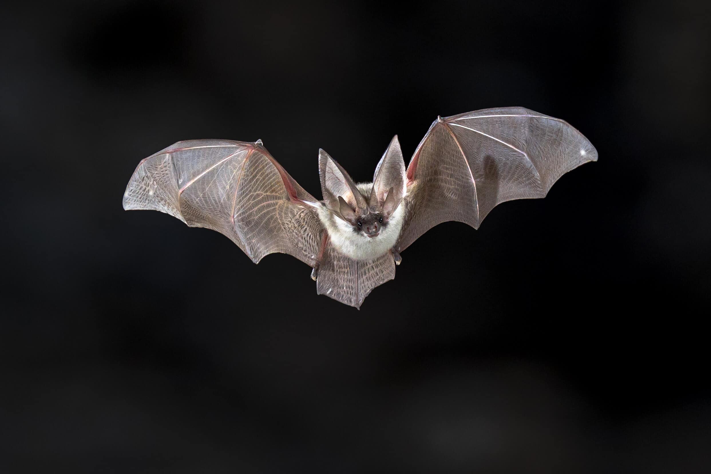 Flying bat on dark background