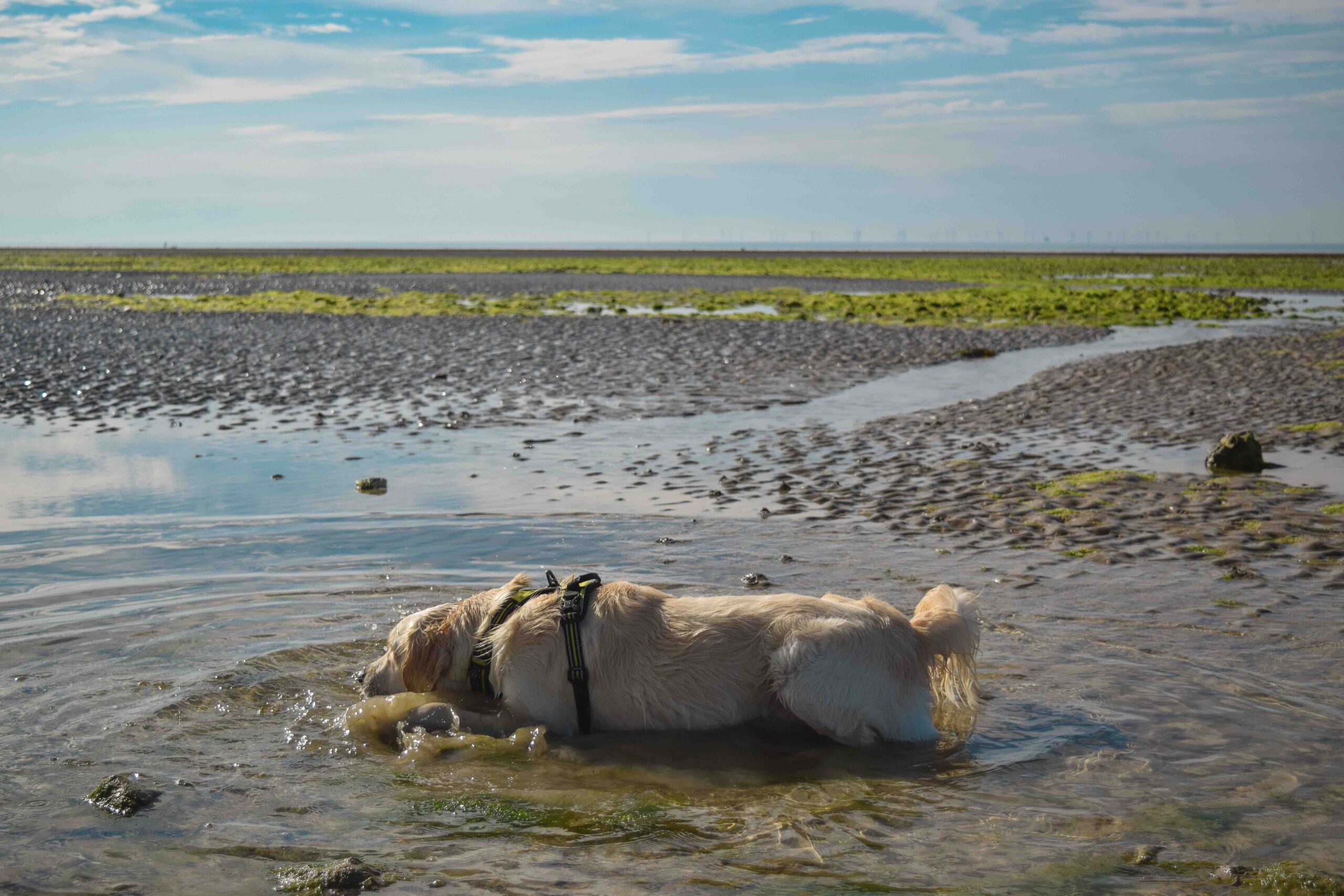 a dog lying in shallow water at the beach