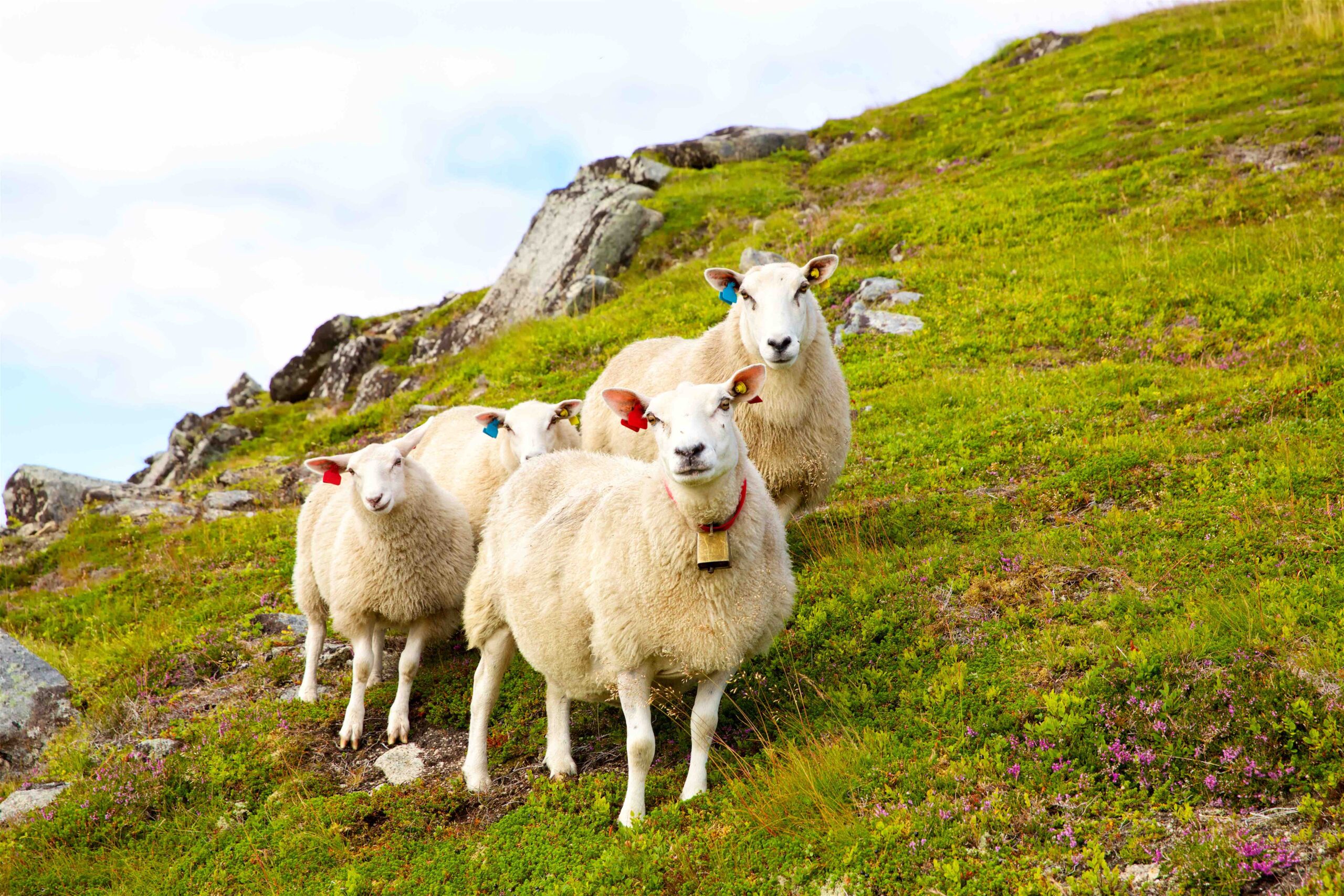 flock of sheep