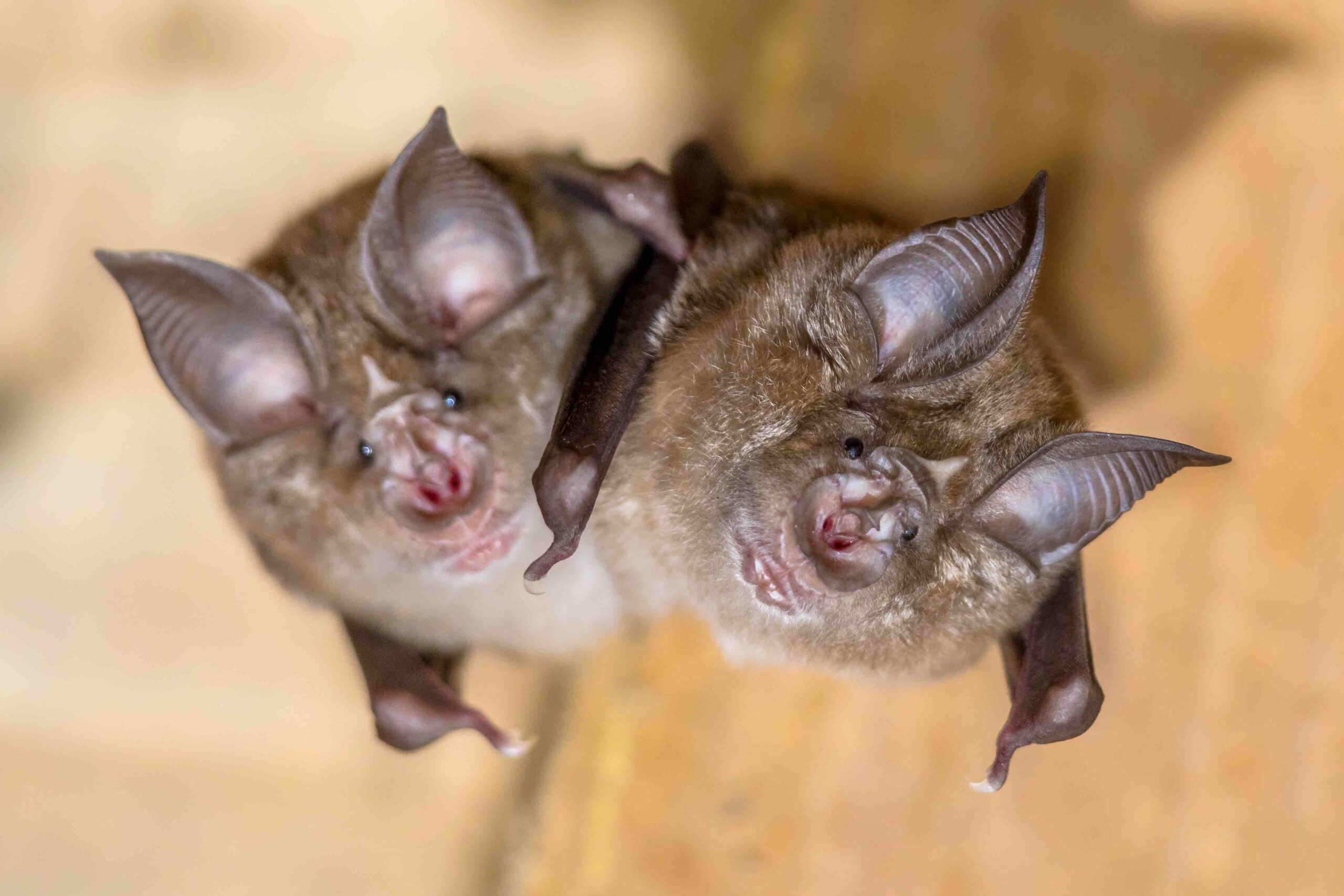 two bats