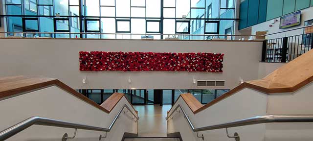 a display of 1918 knitted poppies on a wall