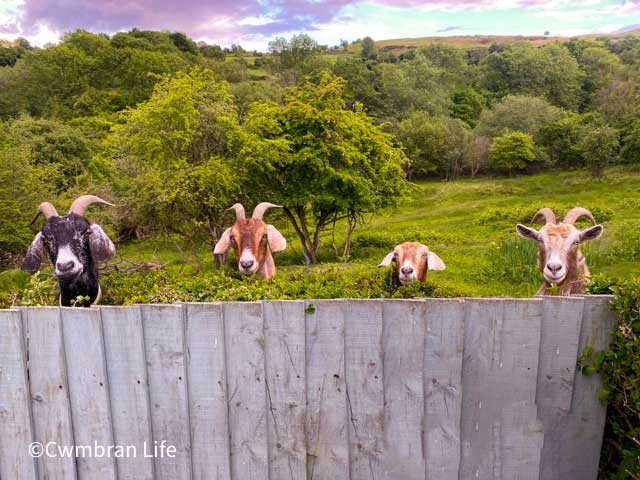 four goats looking over a fence