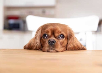 a puppy with its head on a table