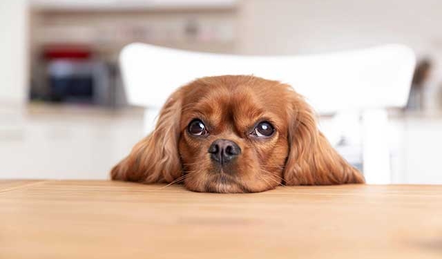 a puppy with its head on a table