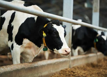 cattle in a cowshed