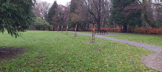 a row of newly-planted cherry trees