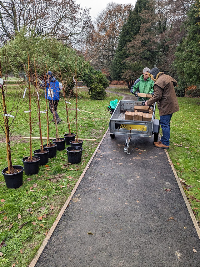 cherry trees being planted