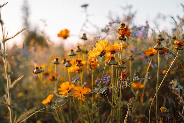 wildflowers