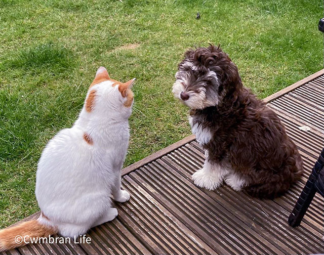 a cat and dog