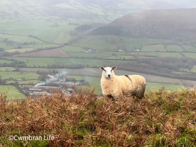 sheep on mountain