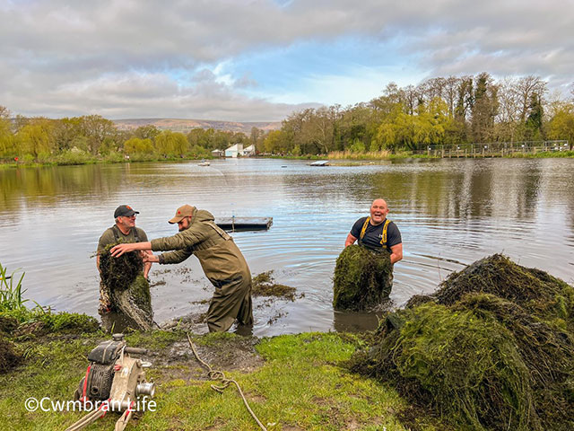 three men in a lake clearing weeds
