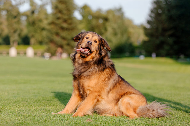 a tibetan mastiff dog