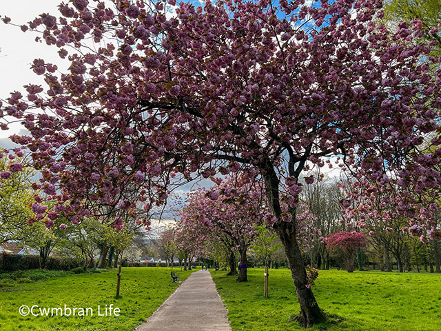 a row of cherry blossom trees