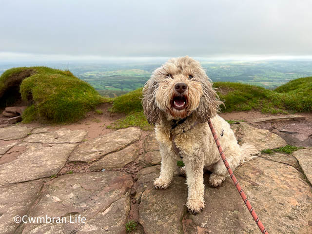 A happy dog at the top pf Pen y Fan