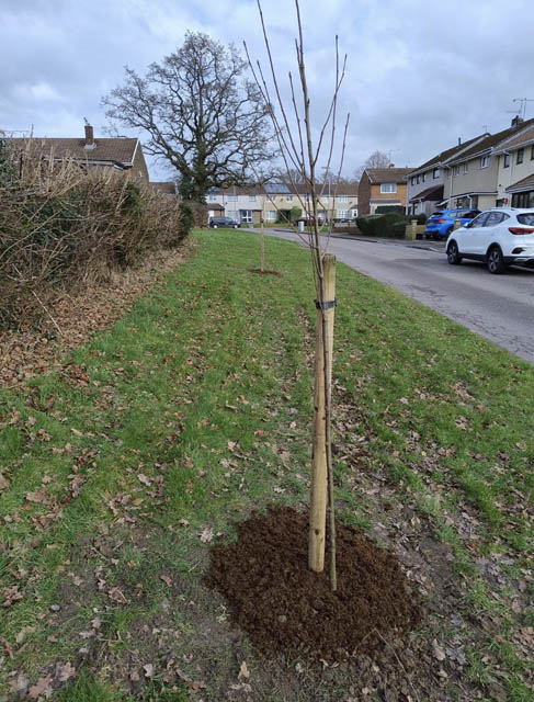 A sapling by a road