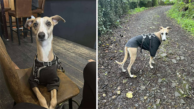 two photos of a whippet
