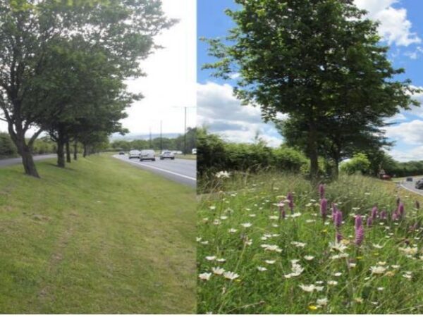 Torfaen expands eco-friendly mowing policy with 127 more sites to boost biodiversity