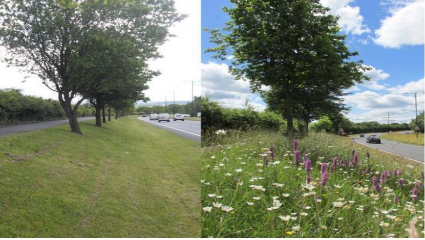 Two pics of grass areas by a road, one where the grass is cut the other where it hasn't