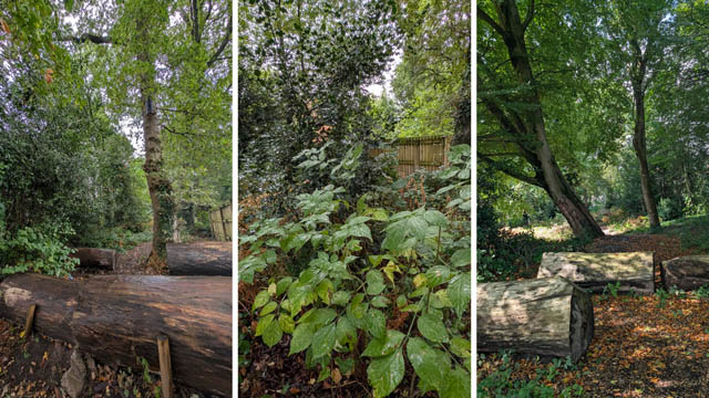 three photos of a woodland