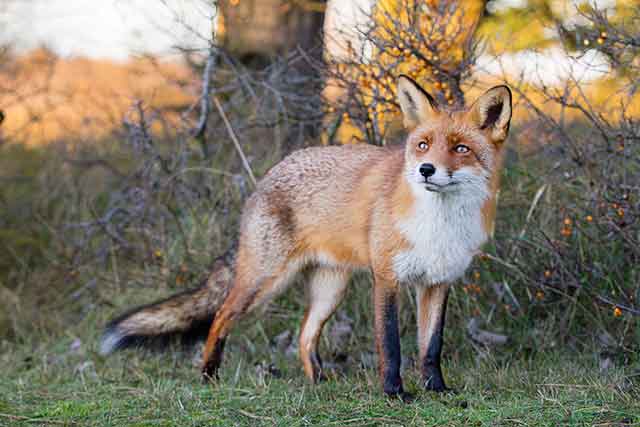 A vigilant red fox standing in a grassy field at sunset