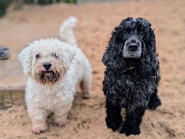 A Bichon Frise x Schnauzer and Cocker Spaniel Luna