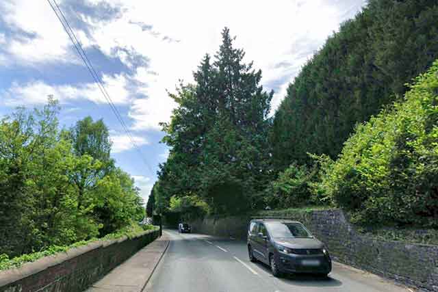 a road with a large tree next to it