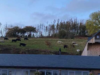 Farmer gives council livestock photos to resolve planning dispute