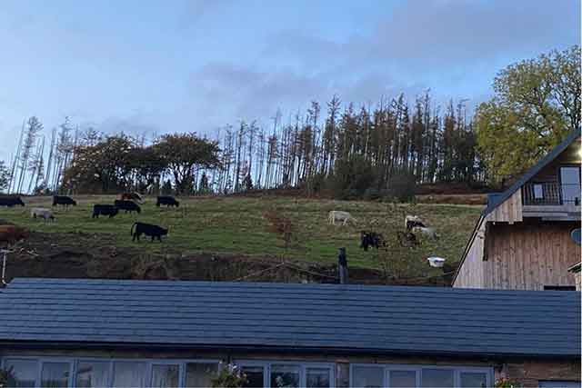 a field with cattle grazing in int