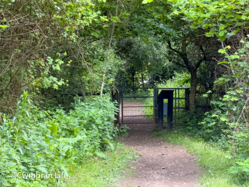 A guided walk that changed how I see Coed Meyric Moel woodland in Cwmbran