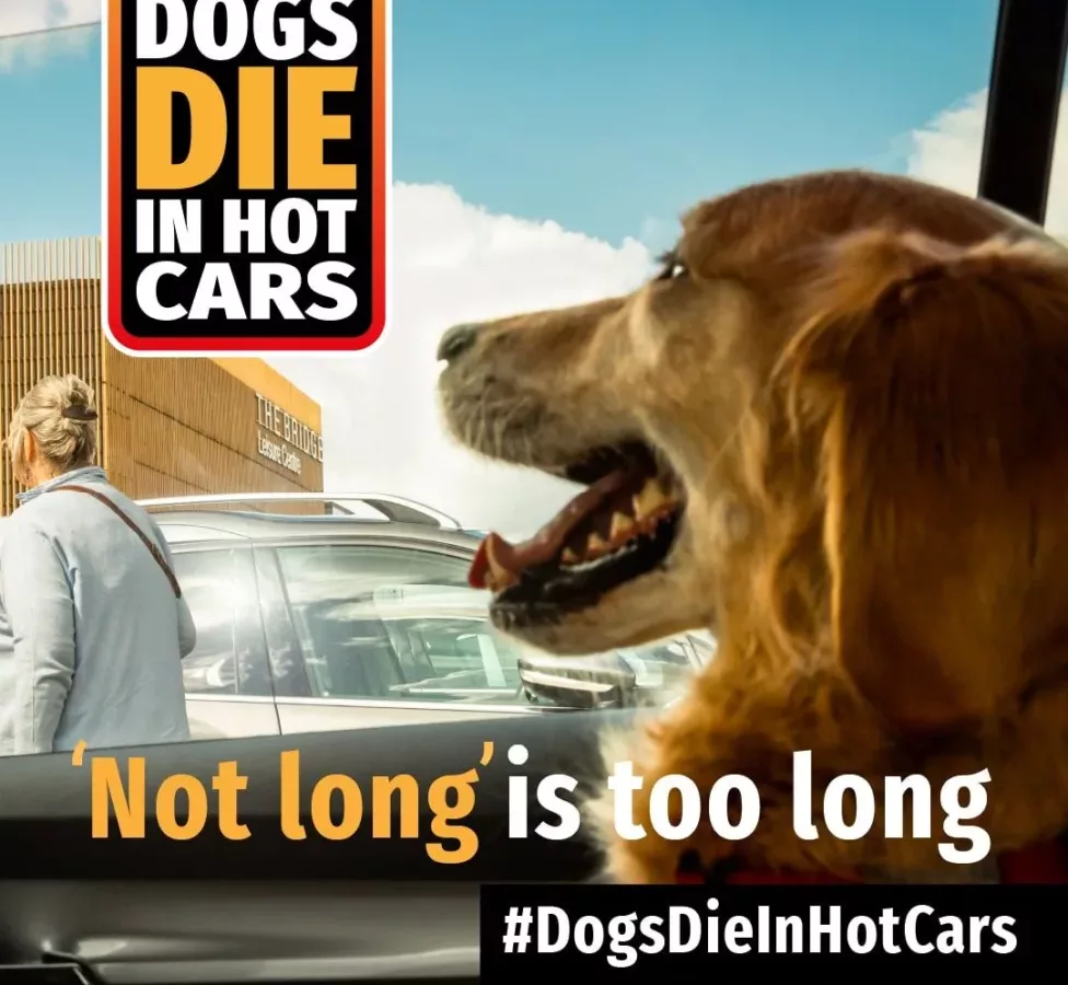 a dog in a car with the text 'dogs die in hot cars- not long is too long'