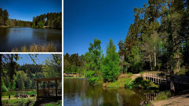 three photos of a lake surrounded by trees